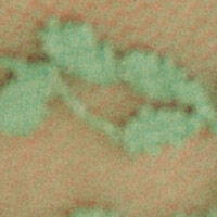 Green Thong_4987304_21_06